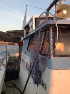 沼島の浜ちゃん！（船長） 長年の勘で魚影を追いかけます。